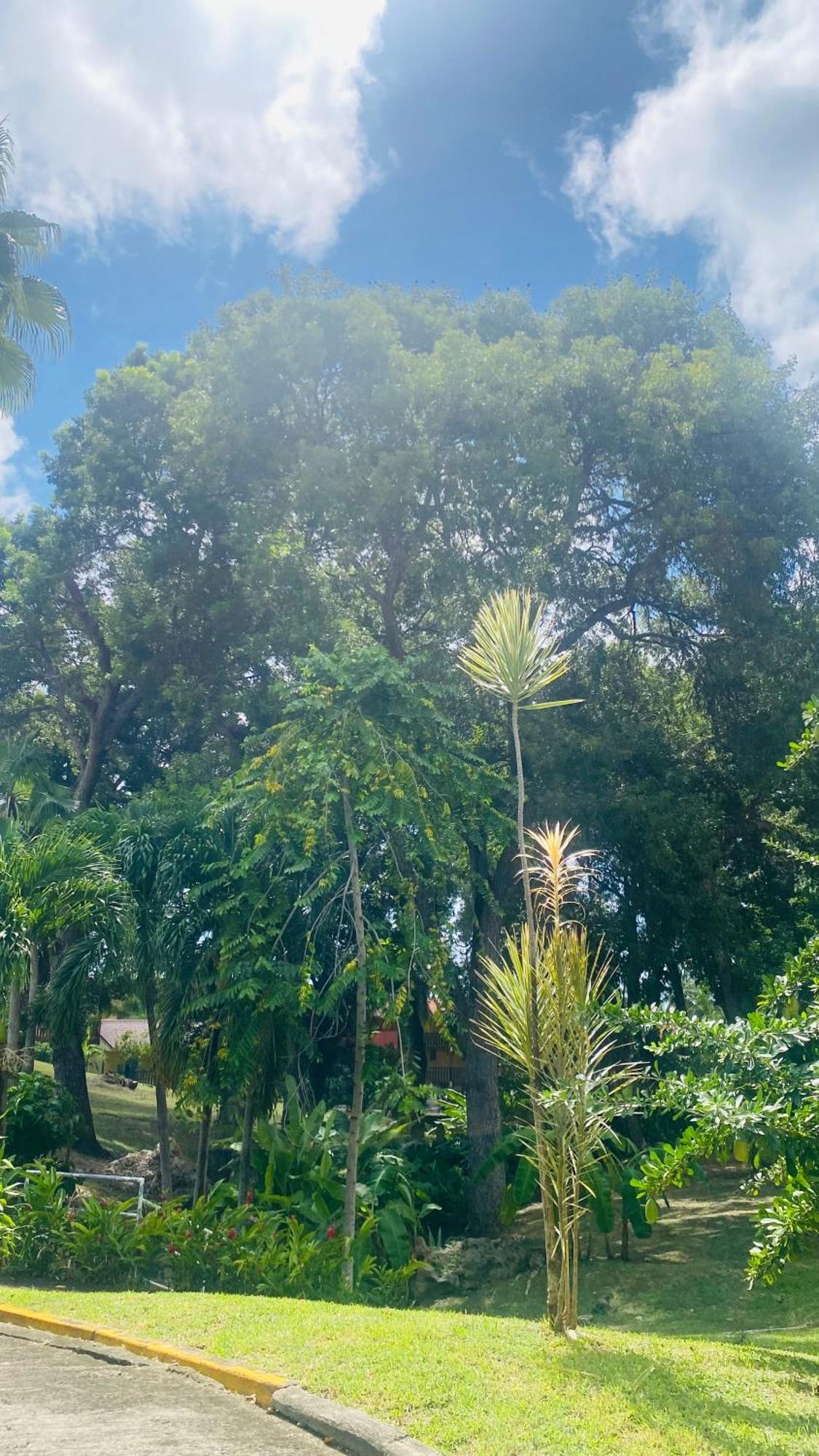 Villa Secret Garden Sainte-Anne Esterno foto